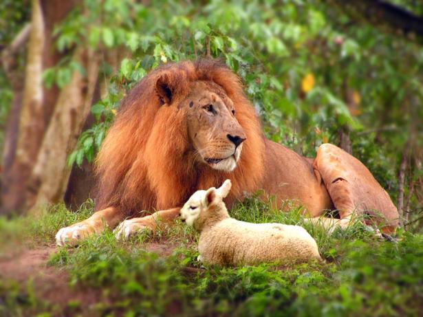 lion-lambhttp-dtchristner
